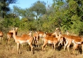 Kruger - Impala Herd.jpg